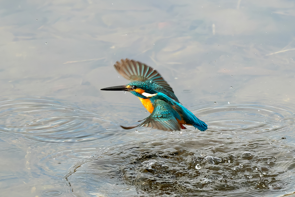 ダイブから飛び出しへ　カワセミ