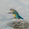ダイブから飛び出しへ　カワセミ
