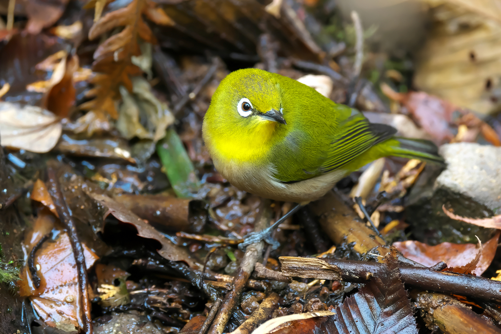 水場のメジロ君
