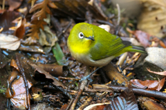 水場のメジロ君