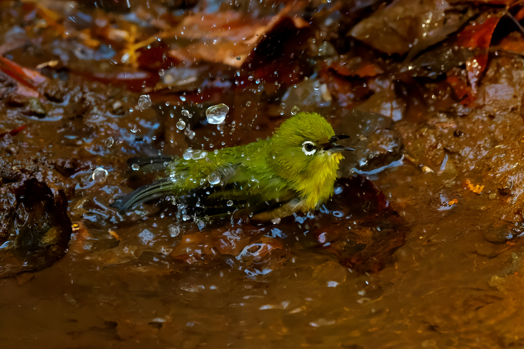 「あぁ～」と言ってる?! ♨　Ⅱ　メジロ