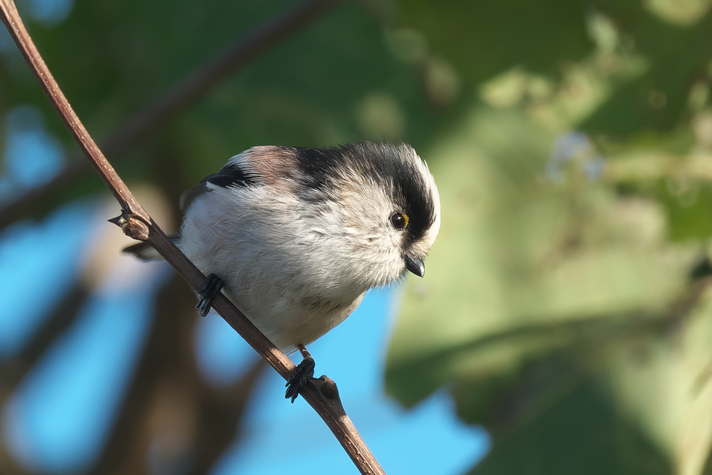愛らしい表情がたまりません！　エナガ