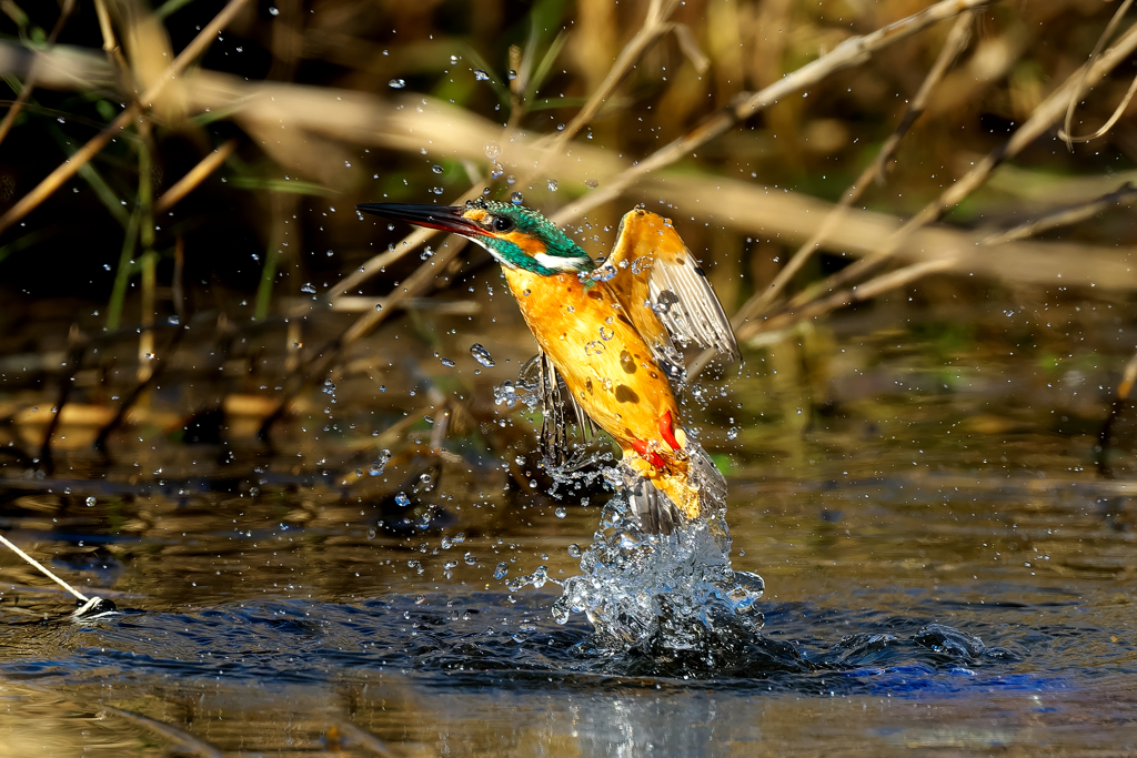 トルネイド　カワセミ