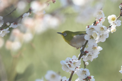 こっちの蜜は、美味いぞ!!　メジロ2