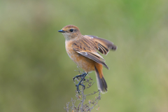 来年もよろしく ノビタキ 来年もよろしく ノビタキ