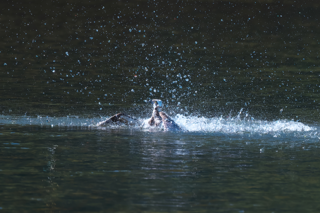 ダイブから離水　ミサゴ