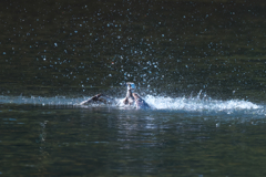 ダイブから離水　ミサゴ