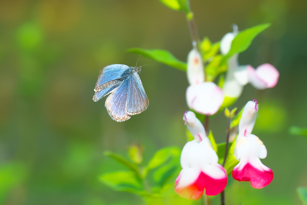 どこにでもいる蝶　ヤマトシジミ