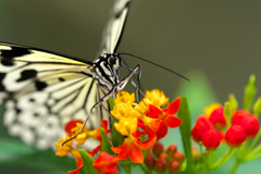 日本、最大級の蝶 “ オオゴマダラ