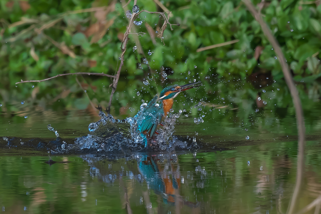 カワセミ狩り風景