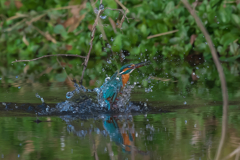カワセミ狩り風景