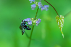 「幸せを呼ぶ青い蜂」ブルービー