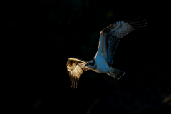 獲物を探して！魚鷹