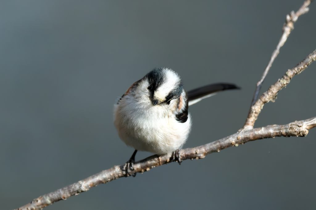 可愛さは、負けません!!　エナガ