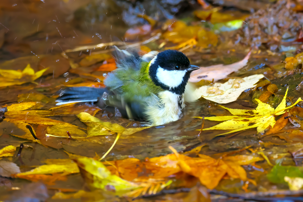 紅葉風呂は、いいよなぁ～♨　シジュウカラ
