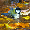 紅葉風呂は、いいよなぁ～♨　シジュウカラ
