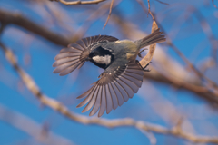 アクロバット飛行　ヒガラ