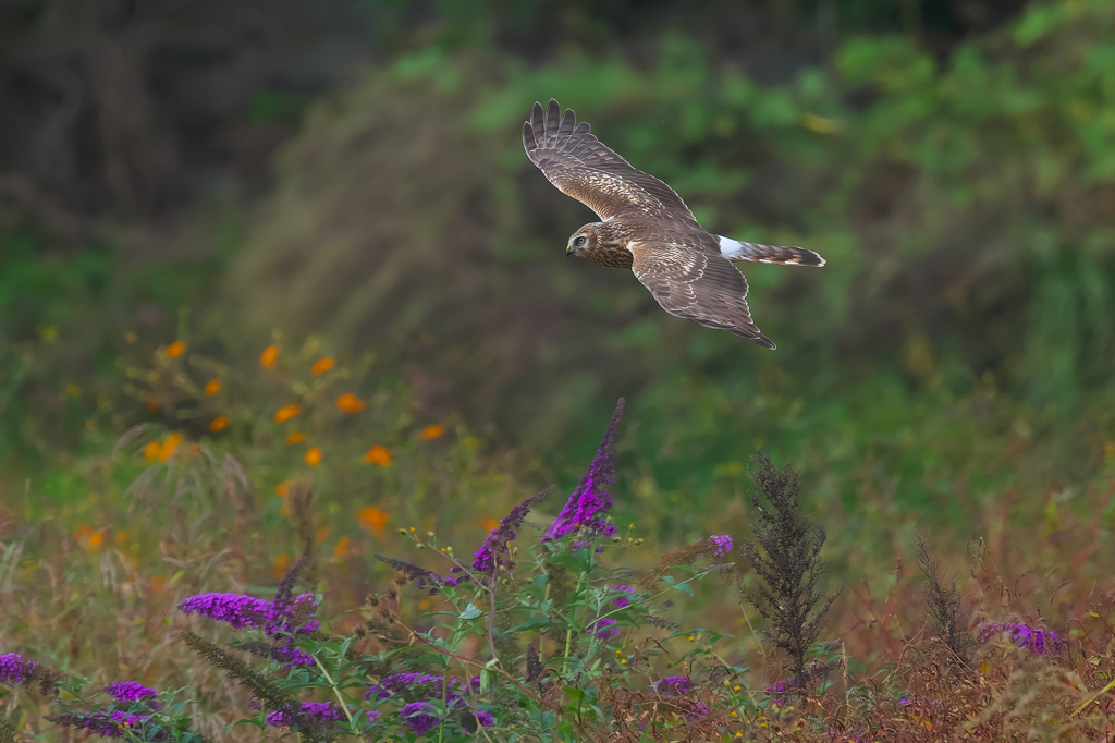 晩秋の草原を舞う　ハイイロチュウヒ