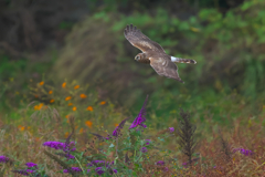 晩秋の草原を舞う ハイイロチュウヒ 晩秋の草原を舞う ハイイロチュウヒ