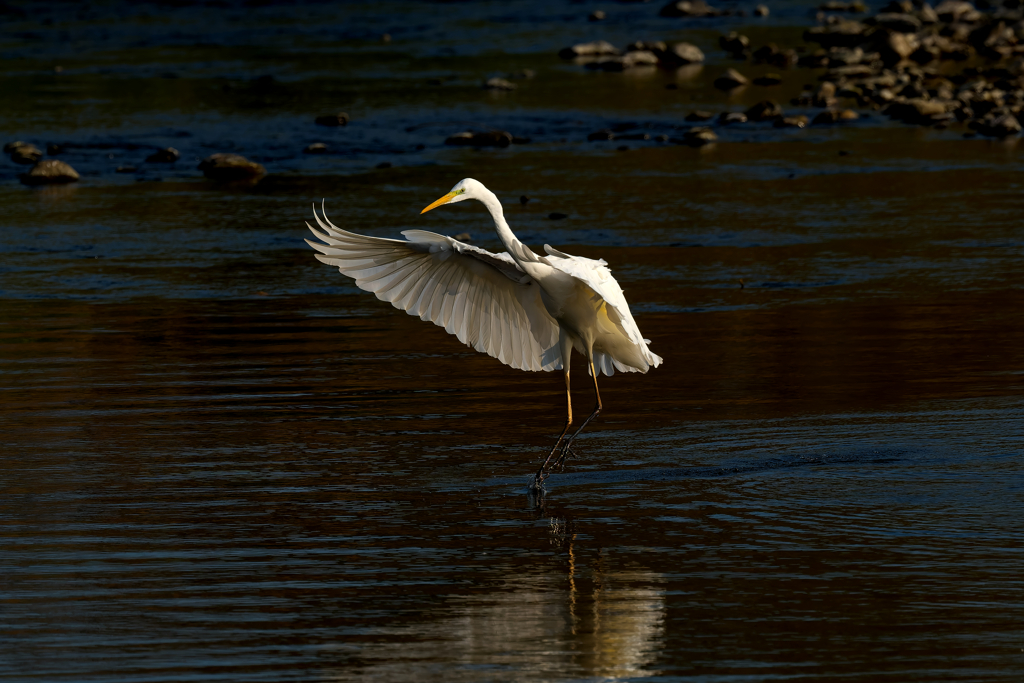 ダイサギ狩り風景