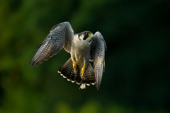 狩り風景　ハヤブサ2