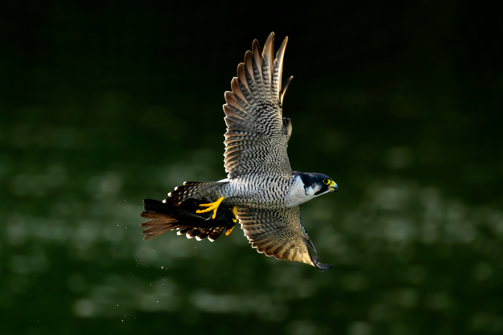 狩り風景　ハヤブサ3