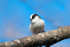 思わず私がニコリです！　エナガ君