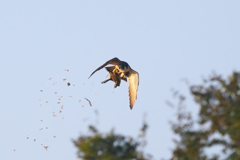 ハヤブサ　ヒヨドリを狩る！