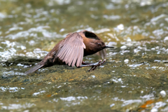 子育お疲れさまでした！カワガラス　1