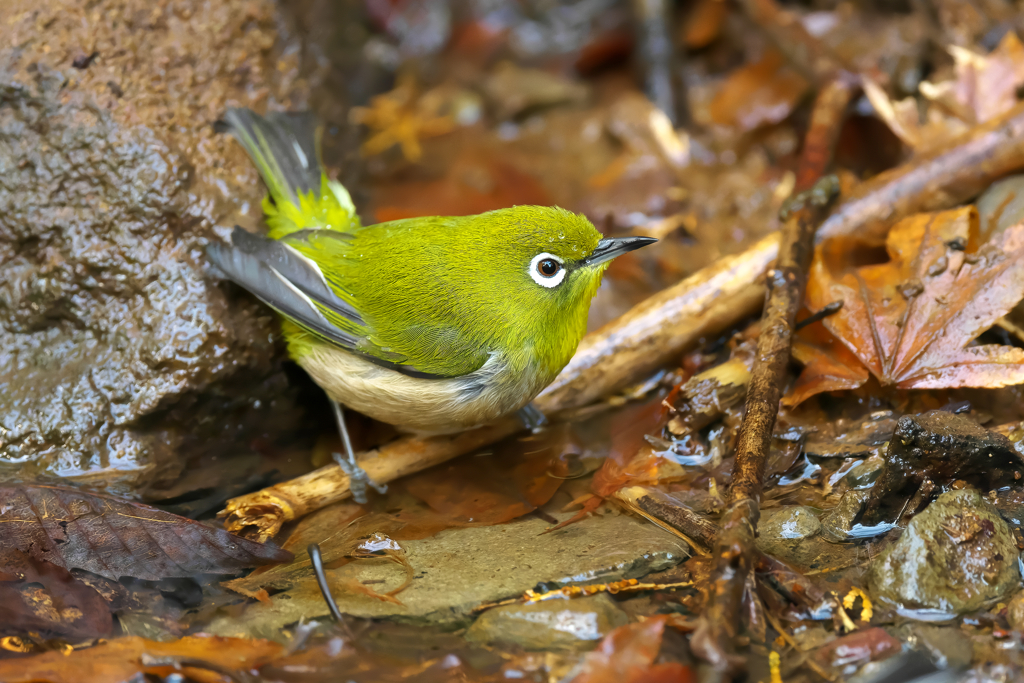 水場のメジロ君