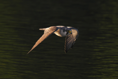 低空飛行　ハヤブサ