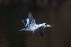 こちらのパンダももうすぐお別れです。パンダガモ