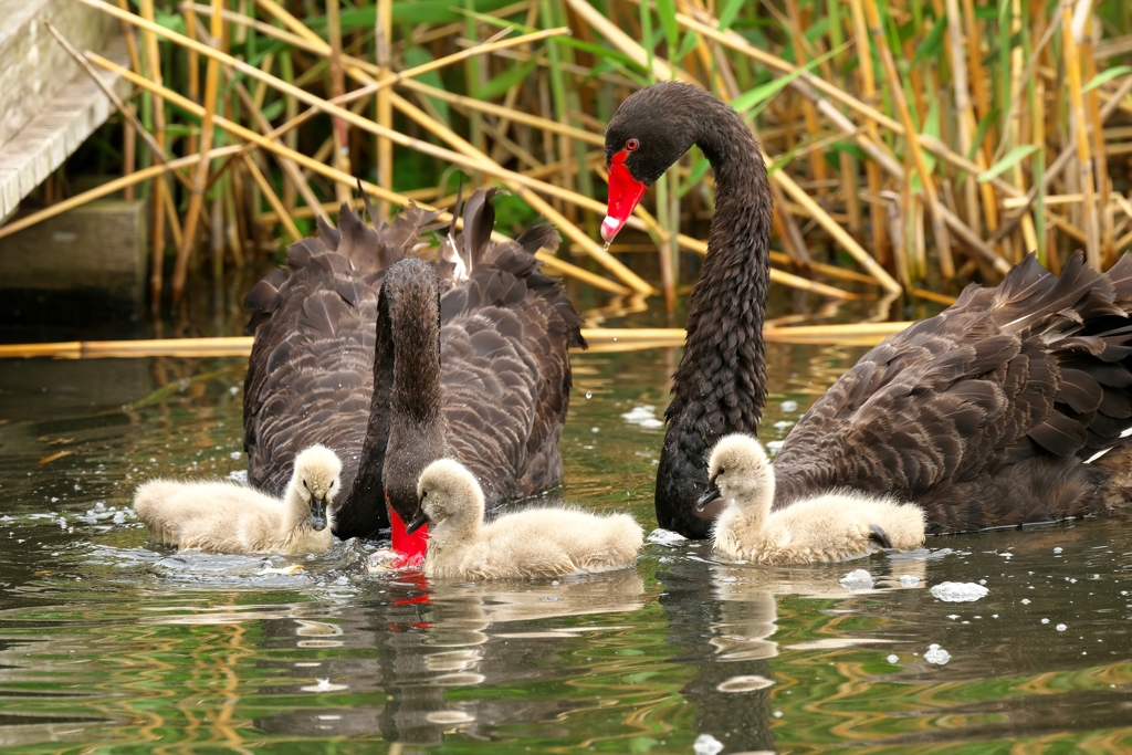 黒鳥の子供たち　元気に成長中!!　1