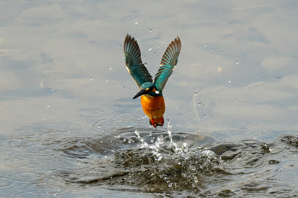 ダイブから飛び出しへ　カワセミ