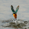 ダイブから飛び出しへ　カワセミ