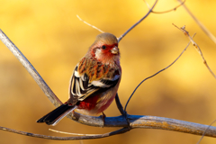 名前の由来が理解できます！　ベニマシコ