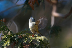 久しぶりの嬉しい出会いに感謝!!　キク君