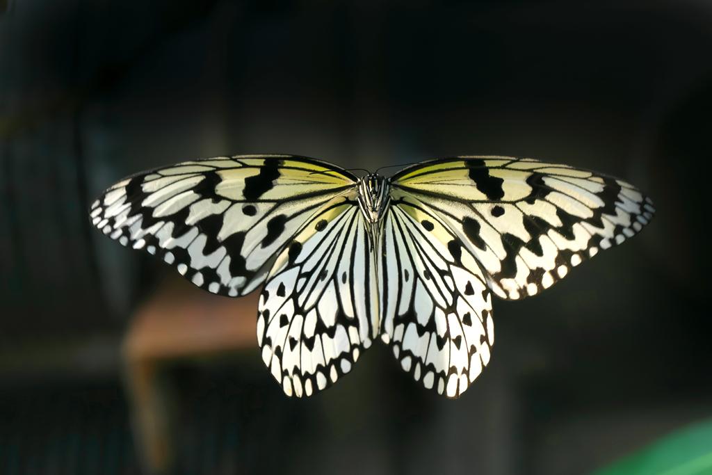 日本、最大級の蝶   オオゴマダラ