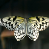 日本、最大級の蝶   オオゴマダラ