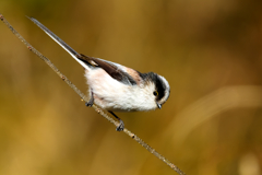 可愛らしさは、シマエナガに負けません！エナガ