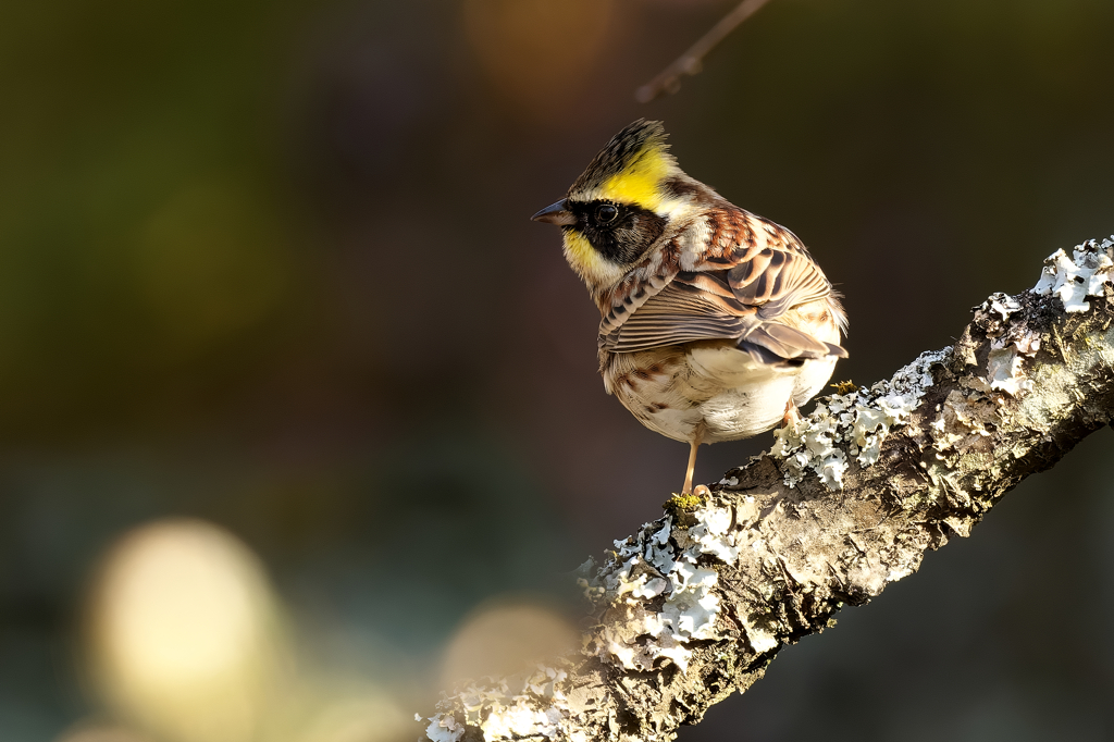 お気に入りの止まり木に！　ミヤマホオジロ