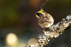 お気に入りの止まり木に！　ミヤマホオジロ