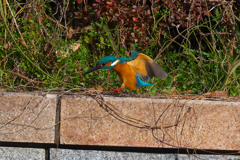 番外編　カワセミ　1