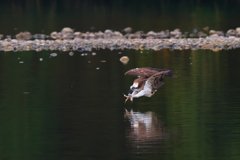 ダーウィンポーズ!!　ミサゴ