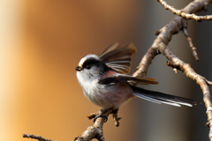 可愛さは、負けません!!　エナガ