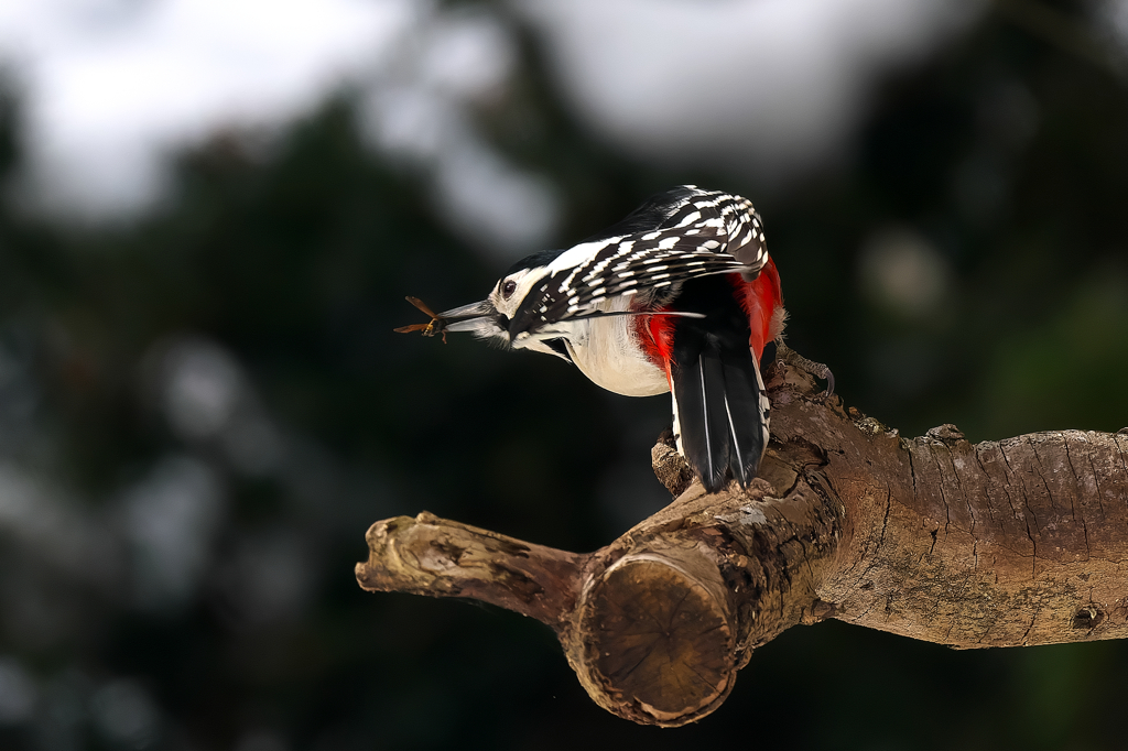 低木でごはん探し!!　アカゲラ♂