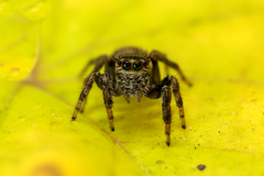 ハエトリグモ？　撮ってみた