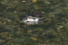 イワツバメ　水浴び風景 1