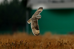 獲物を探して？　コミミズク