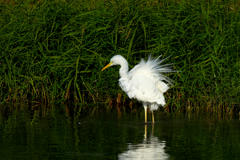 罠をかけるダイサギ?!